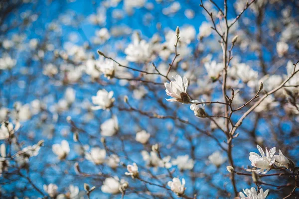 Nature in North Estonia — Stock Photo, Image