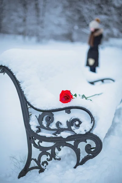 Rose on snowy bench — Stock Photo, Image