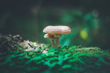 orman içinde büyüyen mantar