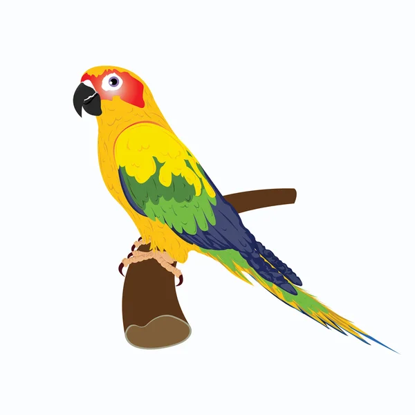 papağan, vektör çizim