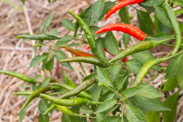 Yeşil ve kırmızı biber biber ağacı üzerinde