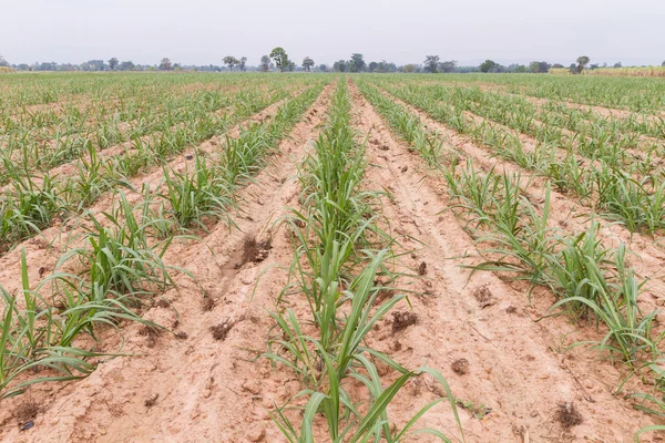 şeker kamışı ekimi