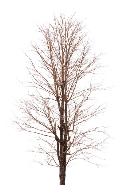 Şube ağaç izole görüntü