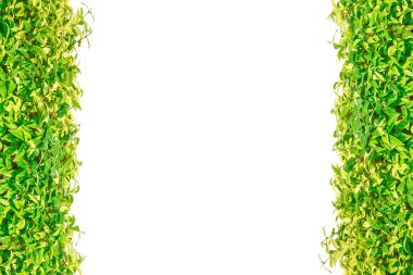 Yeşil çim izole kenarlık arka planı için