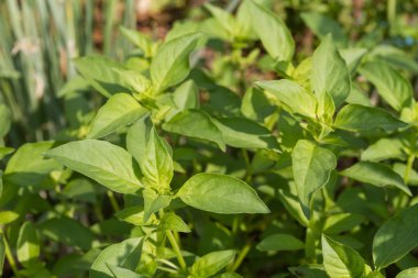 Bahçesinde taze fesleğen,