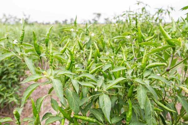 Acı biberli yeşil biber.