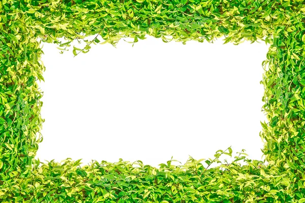 Zielona trawa na białym tle rama tło — Zdjęcie stockowe
