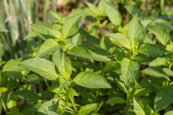 Bahçesinde taze fesleğen,