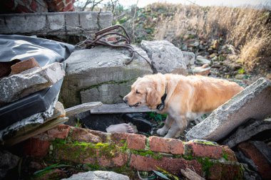 Köpek depremden sonra harabelerde yaralı insanları arıyor. .