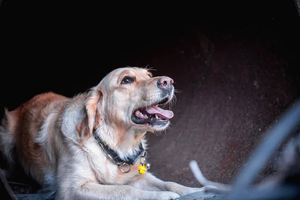 地震後の廃墟で負傷者を探す犬 — ストック写真