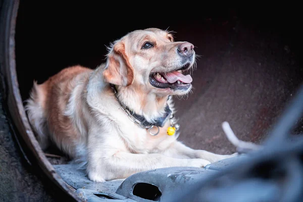 地震後の廃墟で負傷者を探す犬 — ストック写真