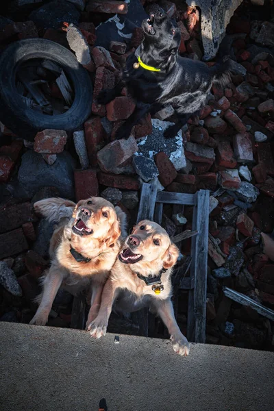 Cão Procura Pessoas Feridas Ruínas Após Terremoto — Fotografia de Stock