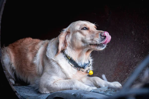 地震後の廃墟で負傷者を探す犬 — ストック写真