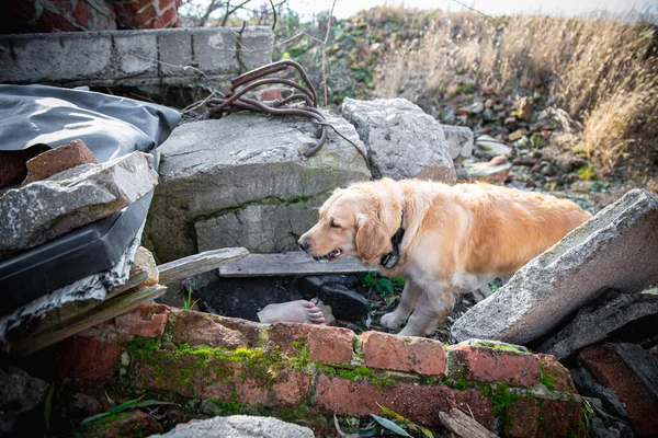 地震後の廃墟で負傷者を探す犬 — ストック写真
