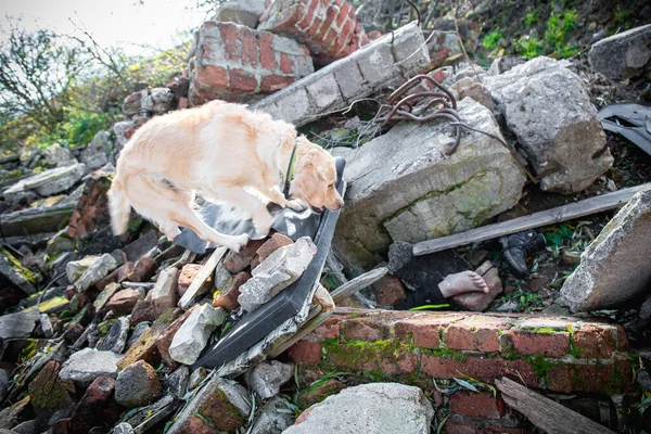 狗在地震后的废墟中寻找伤员 — 图库照片