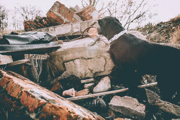 Perro Buscando Heridos Ruinas Después Del Terremoto — Foto de Stock