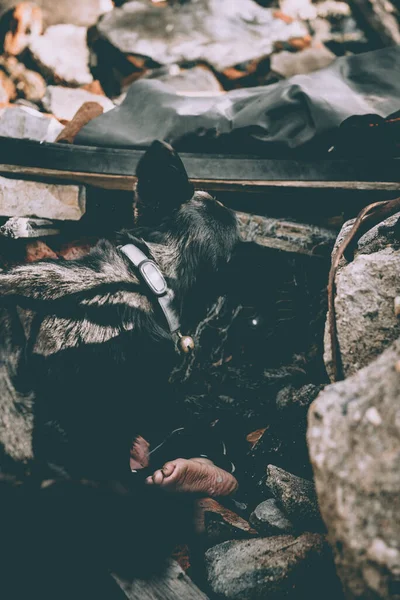 Hund Söker Skadade Människor Ruiner Efter Jordbävning — Stockfoto