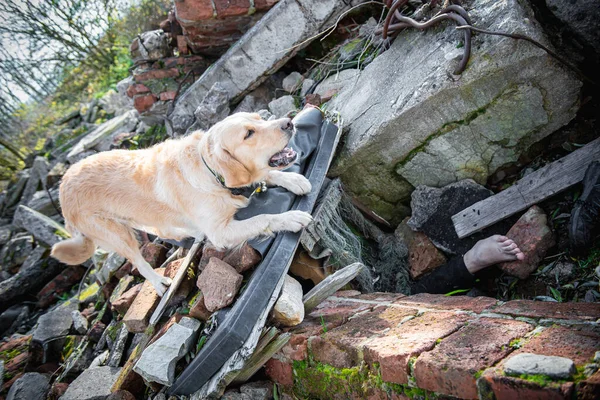 Perro Buscando Heridos Ruinas Después Del Terremoto — Foto de Stock