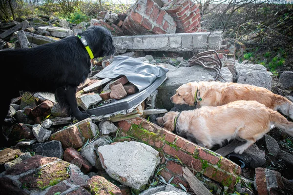 Cão Procura Pessoas Feridas Ruínas Após Terremoto — Fotografia de Stock