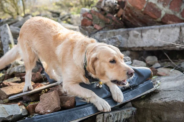 Cão Procura Pessoas Feridas Ruínas Após Terremoto — Fotografia de Stock