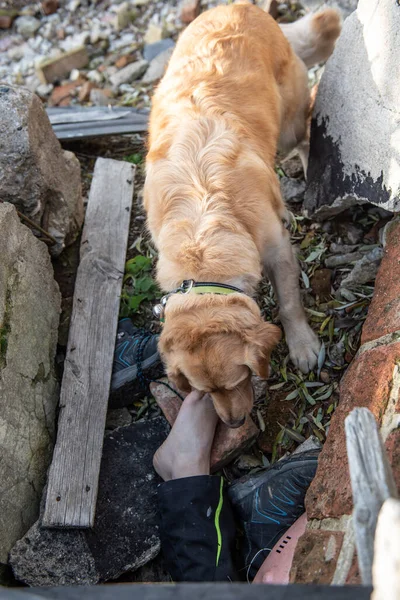 地震後の廃墟で負傷者を探す犬 — ストック写真