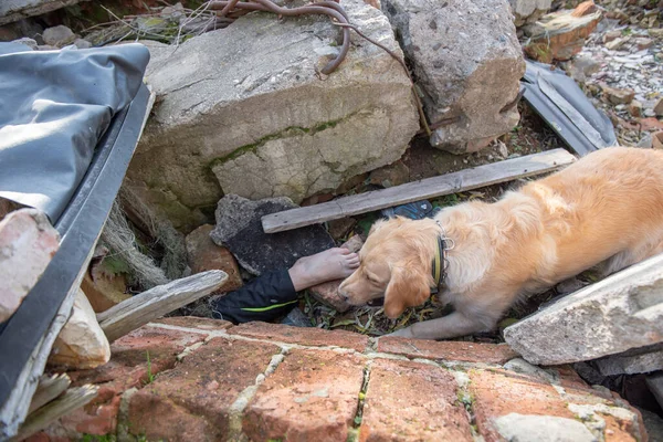 Cão Procura Pessoas Feridas Ruínas Após Terremoto — Fotografia de Stock