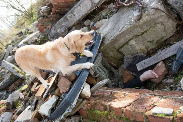 地震後の廃墟で負傷者を探す犬 — ストック写真