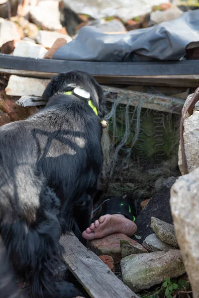 地震後の廃墟で負傷者を探す犬 — ストック写真