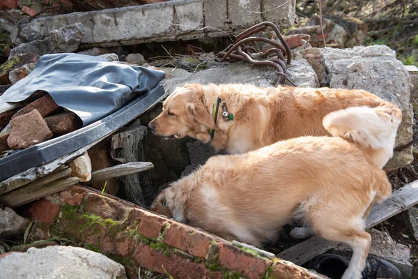 Cão Procura Pessoas Feridas Ruínas Após Terremoto — Fotografia de Stock