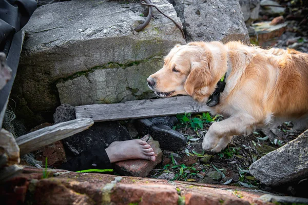 Hund Sucht Nach Erdbeben Nach Verletzten Trümmern lizenzfreie Stockfotos