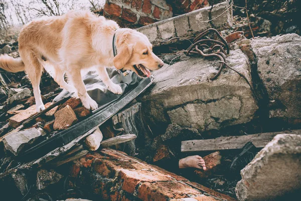 Hund Sucht Nach Erdbeben Nach Verletzten Trümmern Stockfoto