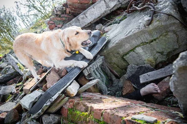 Hund Sucht Nach Erdbeben Nach Verletzten Trümmern lizenzfreie Stockbilder
