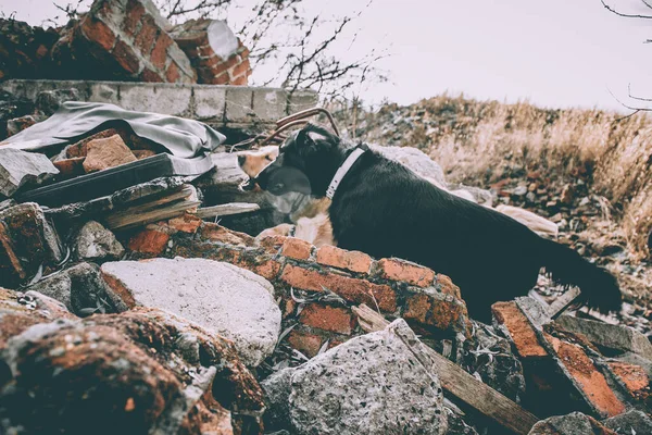 Hund Sucht Nach Erdbeben Nach Verletzten Trümmern Stockbild