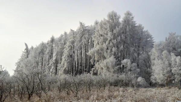 Inverno - neve — Fotografia de Stock