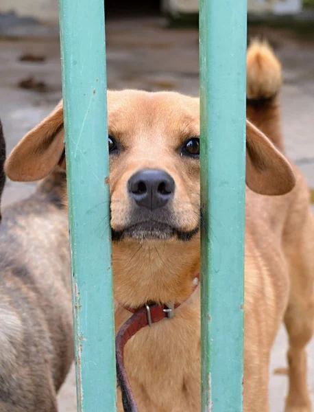 Dog in a shelter — Stock Photo, Image