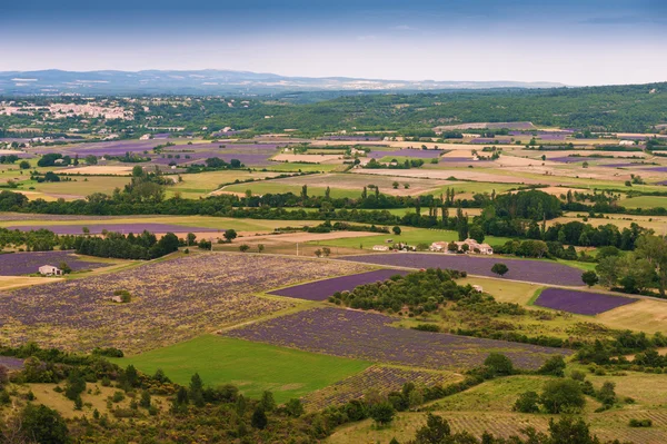 Aerial i campi di lavanda in Provenza, Francia — Foto Stock