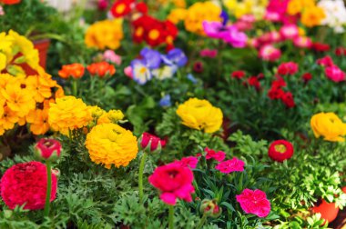 Renkli çiçek çiçekçi dükkanı tencere