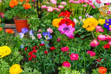 Renkli çiçek çiçekçi dükkanı tencere