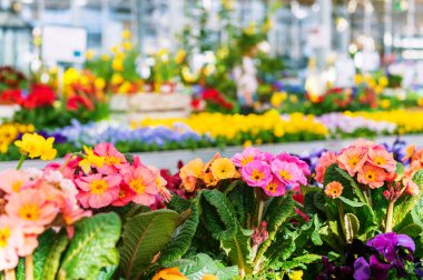 Renkli çuha çiçeği Çiçek çiçekçi dükkanı tencere
