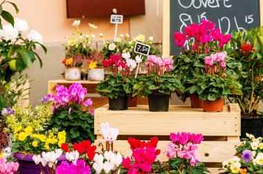 Renkli çiçek çiçekçi dükkanı tencere