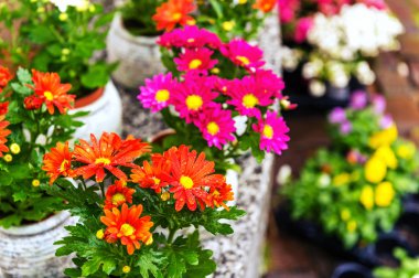 Çiçekçi dükkanı tencere içinde renkli krizantem