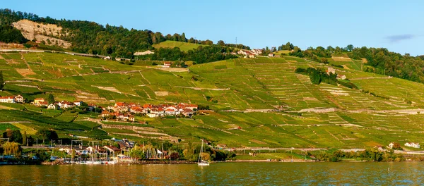 Lavaux winnic na Lake Geneva, Szwajcaria — Zdjęcie stockowe