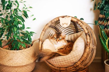 Güzel yeşil gözlü kedi hasır yatağın içinde evcil hayvan olarak yatıyor.