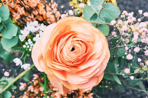 Närbild Bild Vackra Anbud Rosa Färg Smörblomma Blomma — Stockfoto