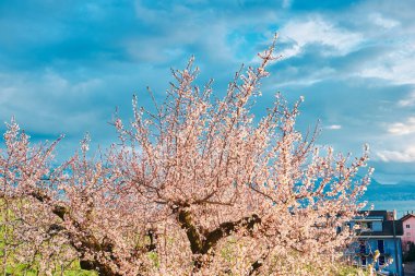 Parlak mavi gökyüzüne karşı çiçek açan bir ağaç.