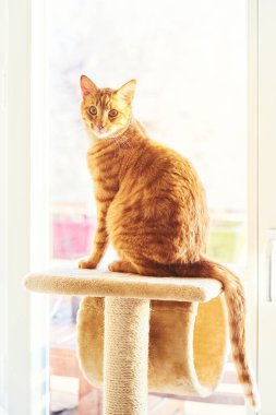 Pencerenin yanındaki kedi ağacında oturan komik kızıl kedi