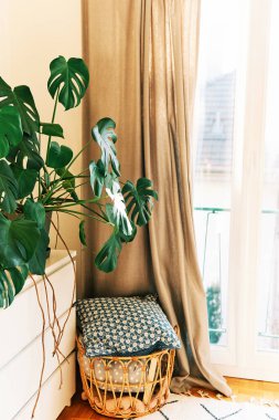 İç dizayn, pencerenin yanındaki çömlekte büyüyen canavar bitkisi.