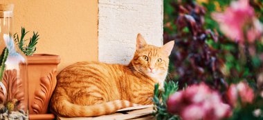 Funny ginger cat relaxing on small cozy balcony