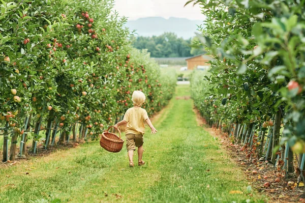 Happy Little Boy Going Harvest Apples Fruit Orchard Holding Basket — Stock Photo, Image