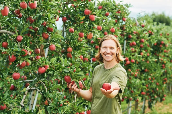 Outdoor Portret Van Knappe Jongeman Die Appels Oogst Fruitboomgaard — Stockfoto